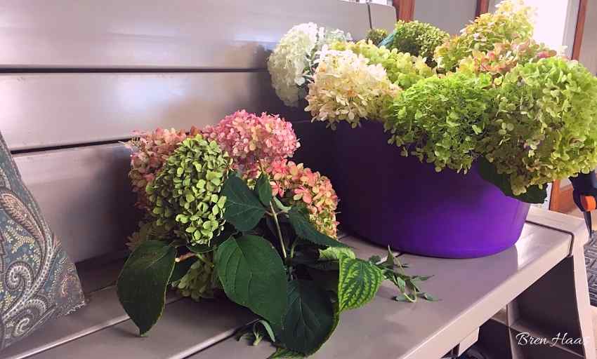 How to Dry and Preserver Hydrangea Flowers – Creative Living with